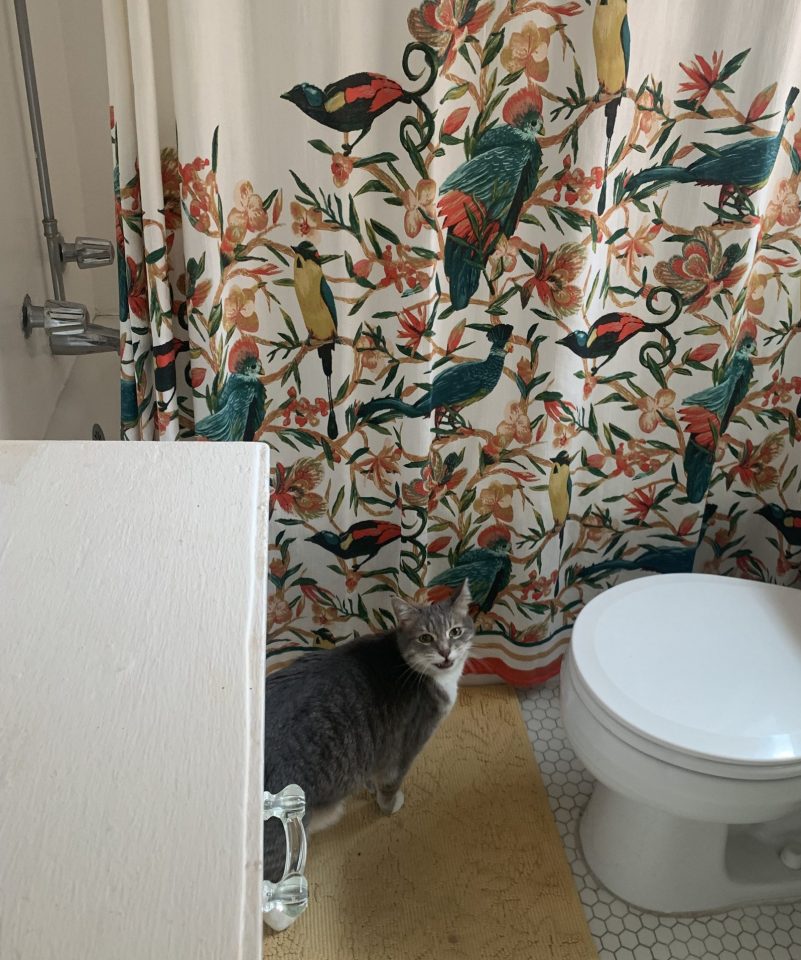 Grey And White Cat Hangs Out In The Bathroom